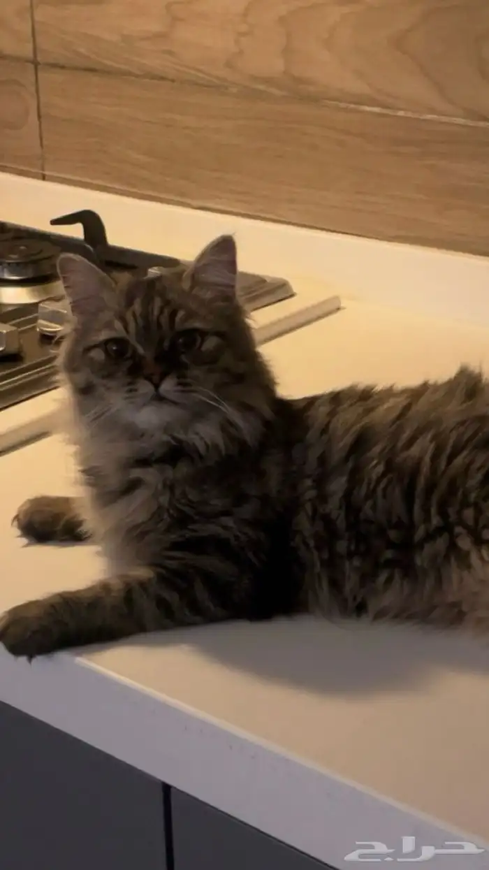 مطلوب قط ذكر للتزاوج 0