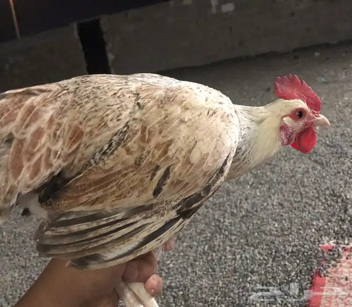للبيع دجاج النادر 1