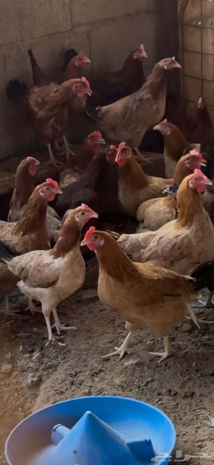 دجاج فرنسي وبلدي للبيع 0