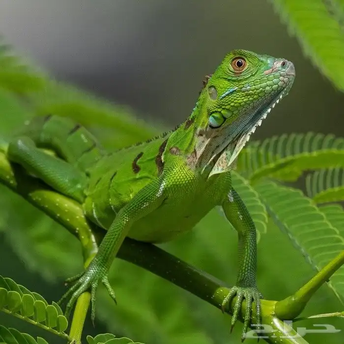 اغوانا الخضراء 1