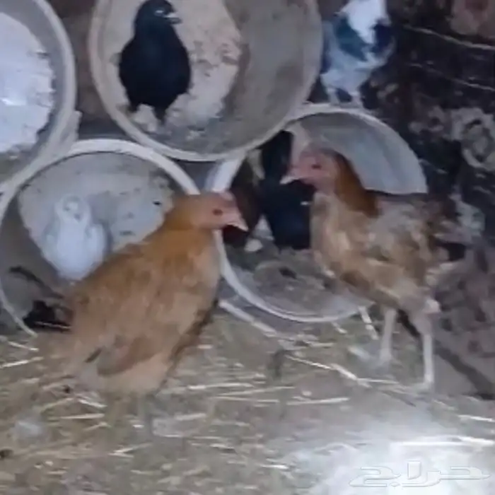 للبيع زوجين حمام ودجاجتين بياضات بلدي شرط صحه وعافيه 6