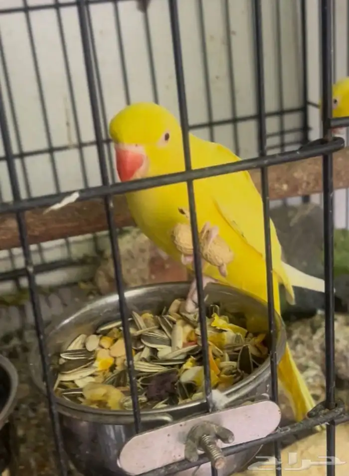 مفقود دره هولندي لاتينو 0