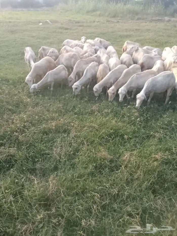 ظان رفيديا العدد45 0