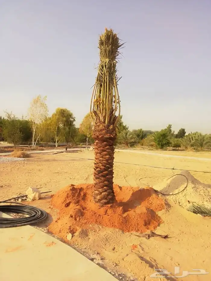 نخيل طيب انوع فاخره طيبه من القصيم نخلوطيب ومثمر 8