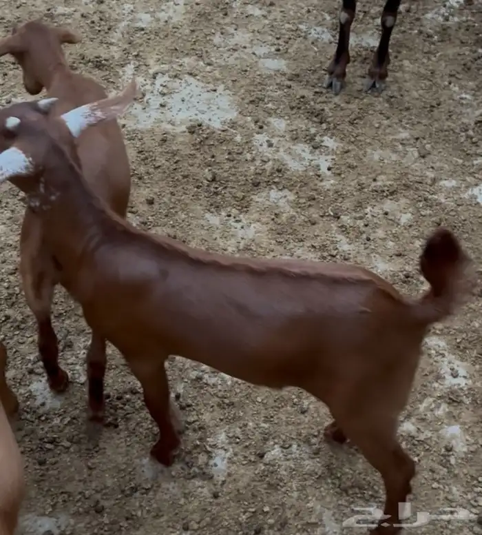 تيوس دهم صغار 6