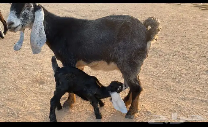 معزا متابيع عوارض صنف 2تحتها 3 تيسين وجفره 1