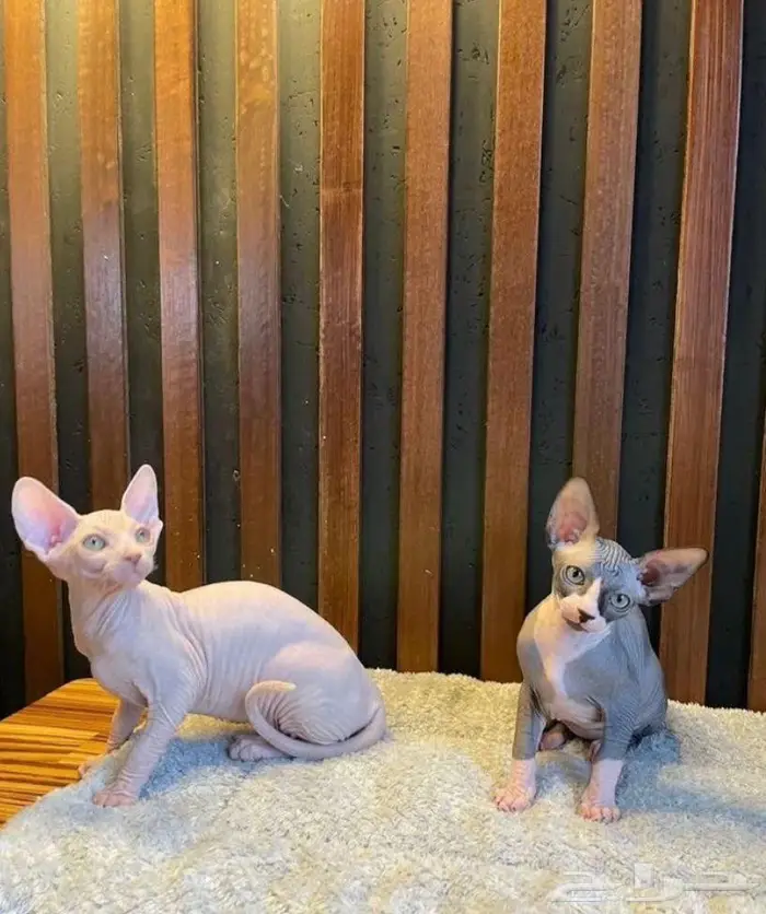 قطه سفنكس استيراد روسيا 3