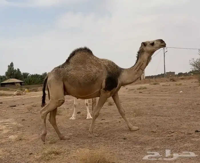 لقحه شقحاء 3