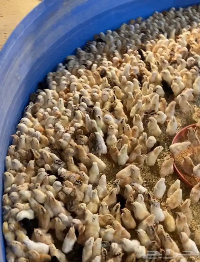 للبيع صوص دجاج بلدي 0