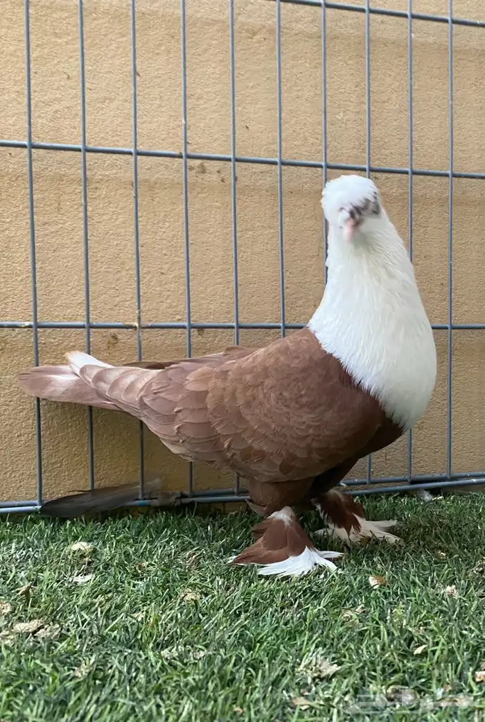 حمام زينه ذكر لبناني 4