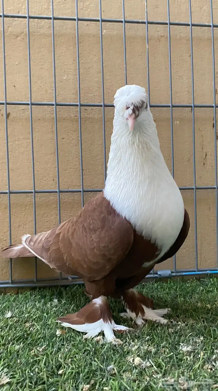 حمام زينه ذكر لبناني 3