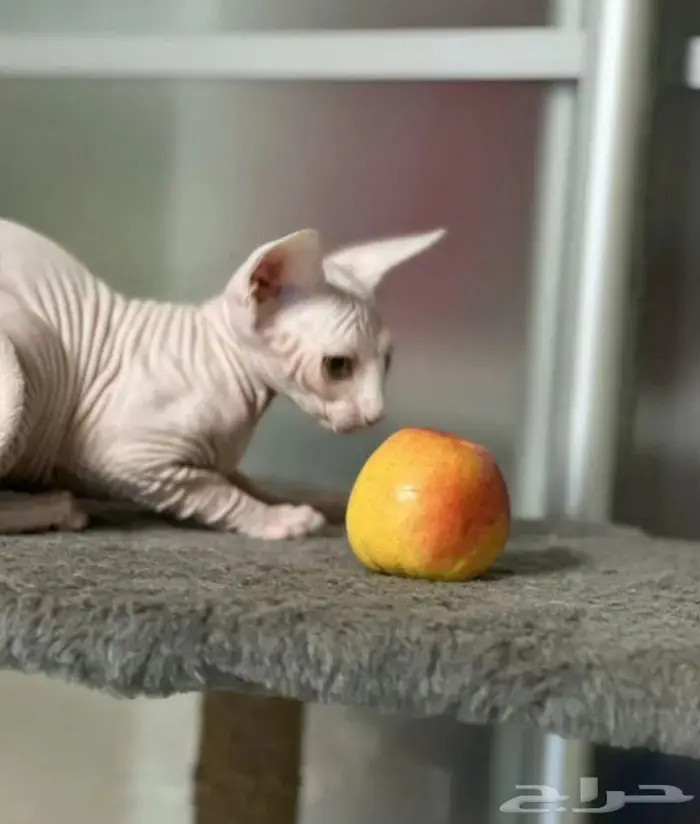 قطه سفنكس استيراد روسيا 4