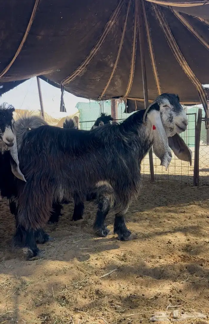 تيس عارضي صنف 0