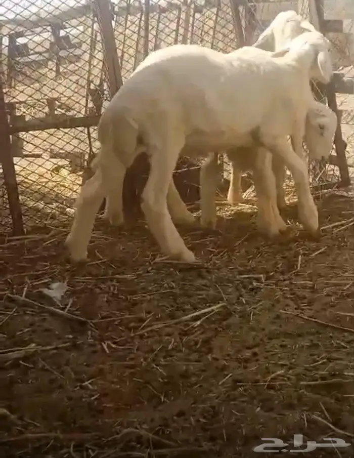 خرفان للبيع 3