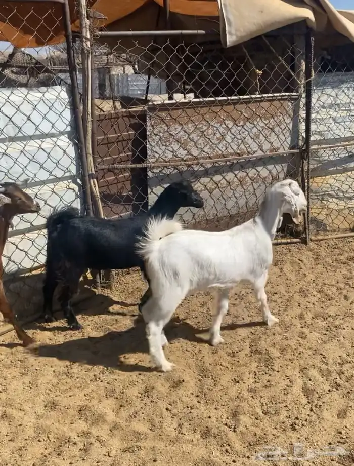 جمد فل شحم لين خشومه حلال بر واكله نضيف 1