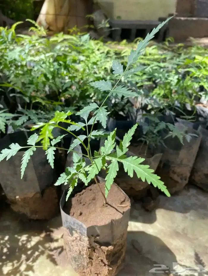 شتلات نيم العدد 120 شتله 4