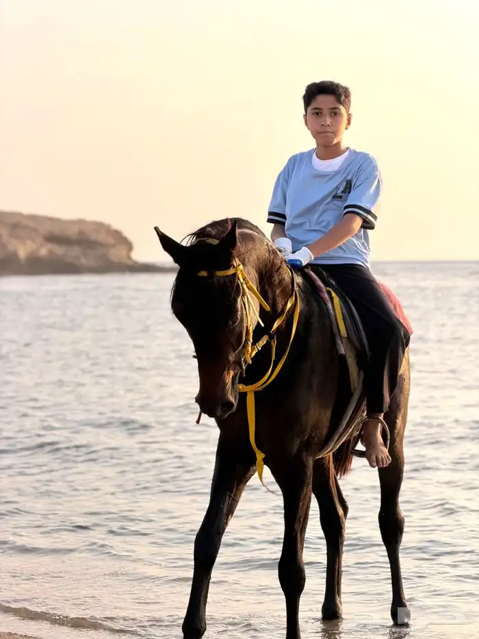 حصان شعبي حصان سبوق ولا يجي غير اصامل 0