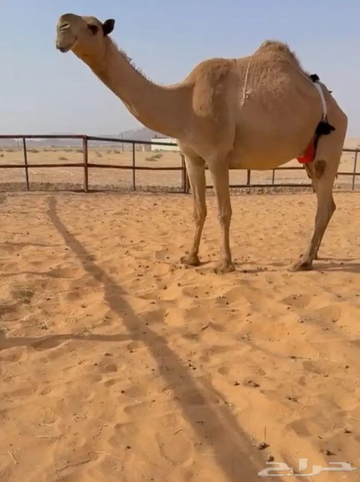 قعود عوني اشعل 2