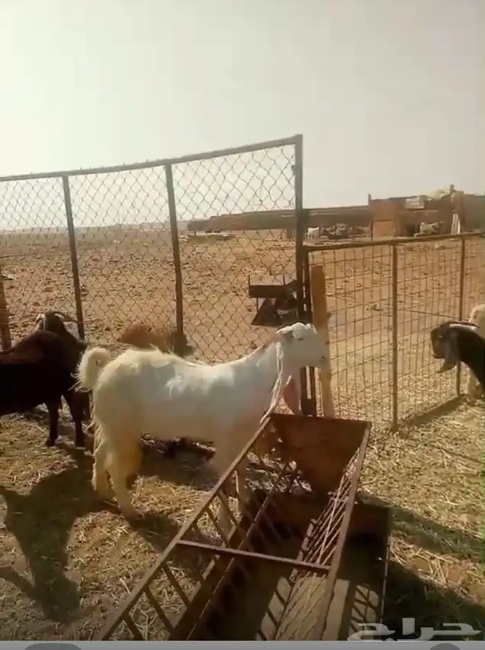 ماعز مشروحة 6