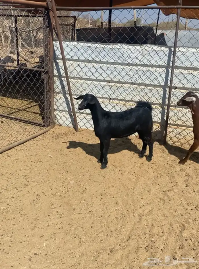 جمد فل شحم لين خشومه حلال بر واكله نضيف 2