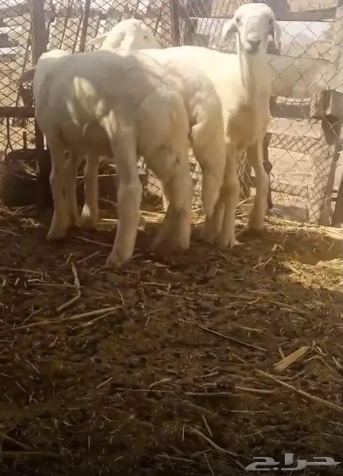 خرفان للبيع 0