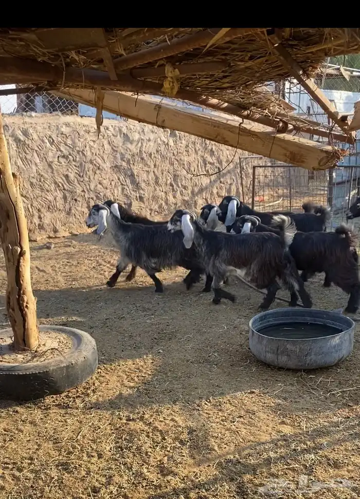 غنم معزا عوارض دفيع وصل ومضاريع العدد 28فيها جفار جذعات10 2