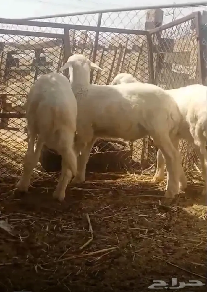 خرفان للبيع 1