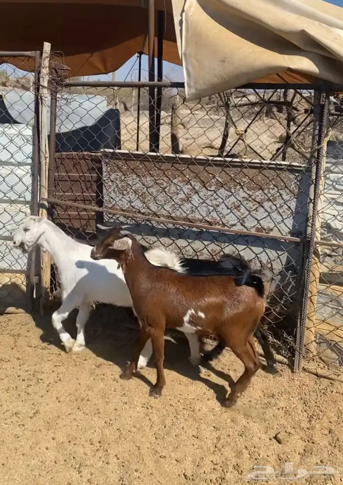 جمد فل شحم لين خشومه حلال بر واكله نضيف 4