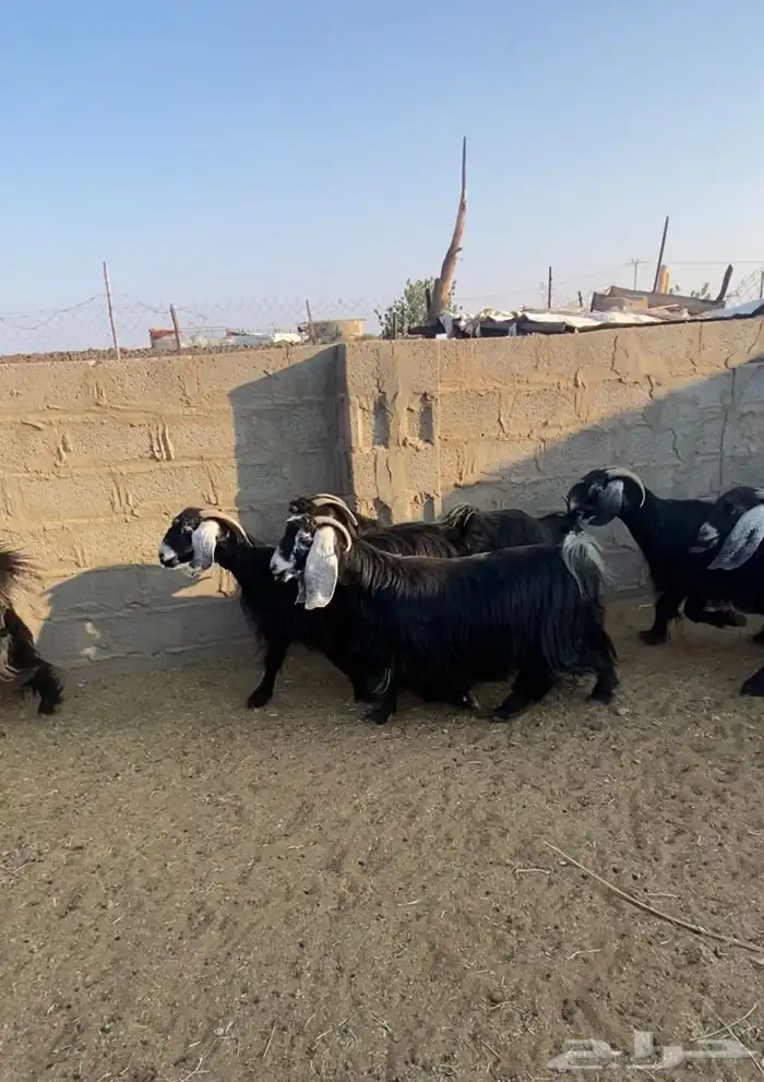 غنم معزا عوارض دفيع وصل ومضاريع العدد 28فيها جفار جذعات10 3