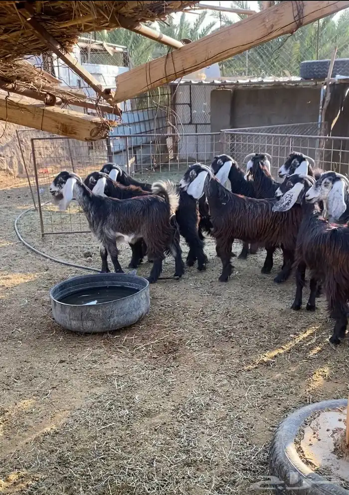 غنم معزا عوارض دفيع وصل ومضاريع العدد 28فيها جفار جذعات10 1