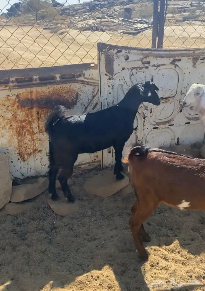 جمد فل شحم لين خشومه حلال بر واكله نضيف 3