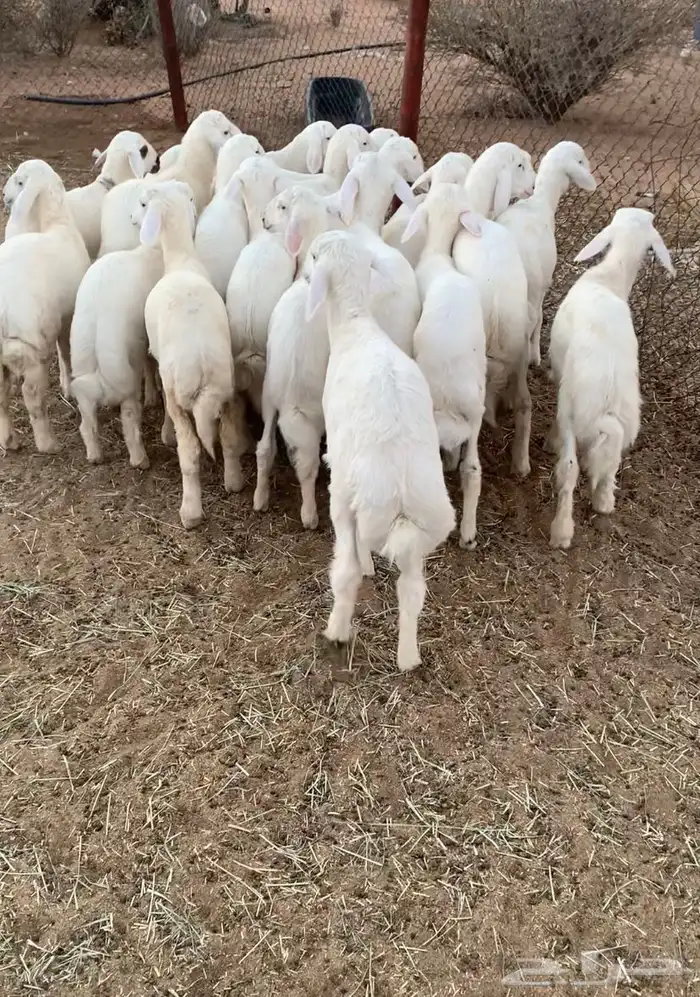 بهم تربيه طليان حري 1