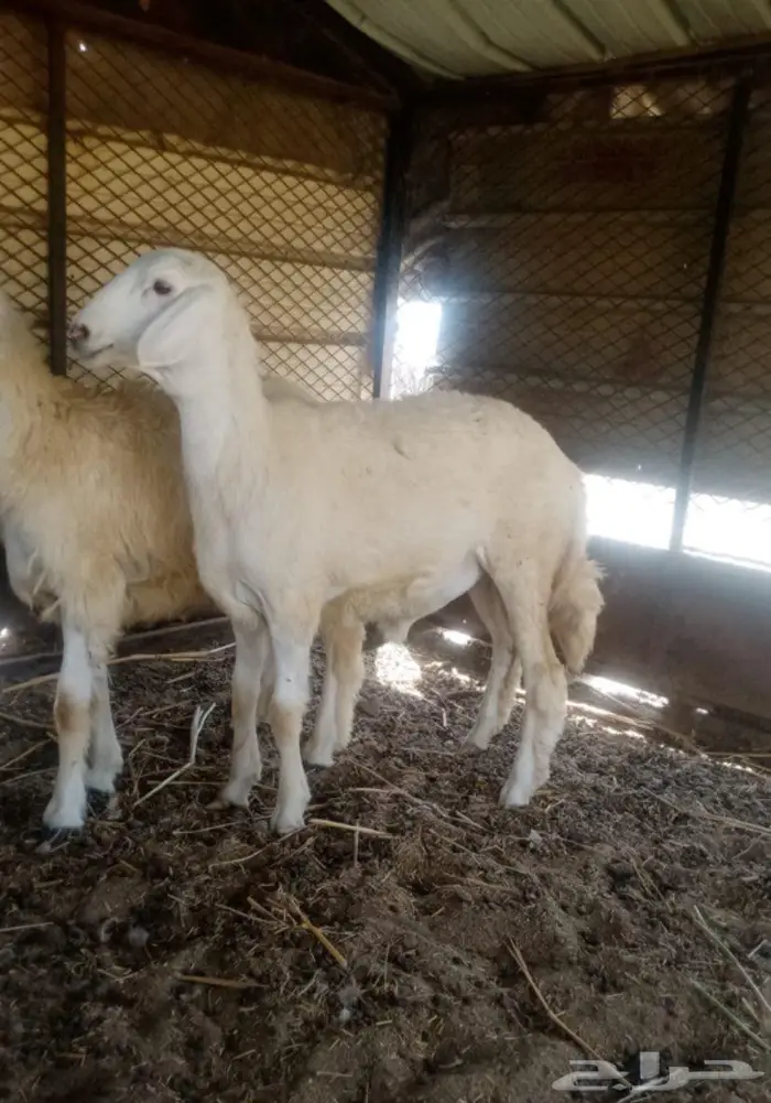 طلي ورخل للبيع 1