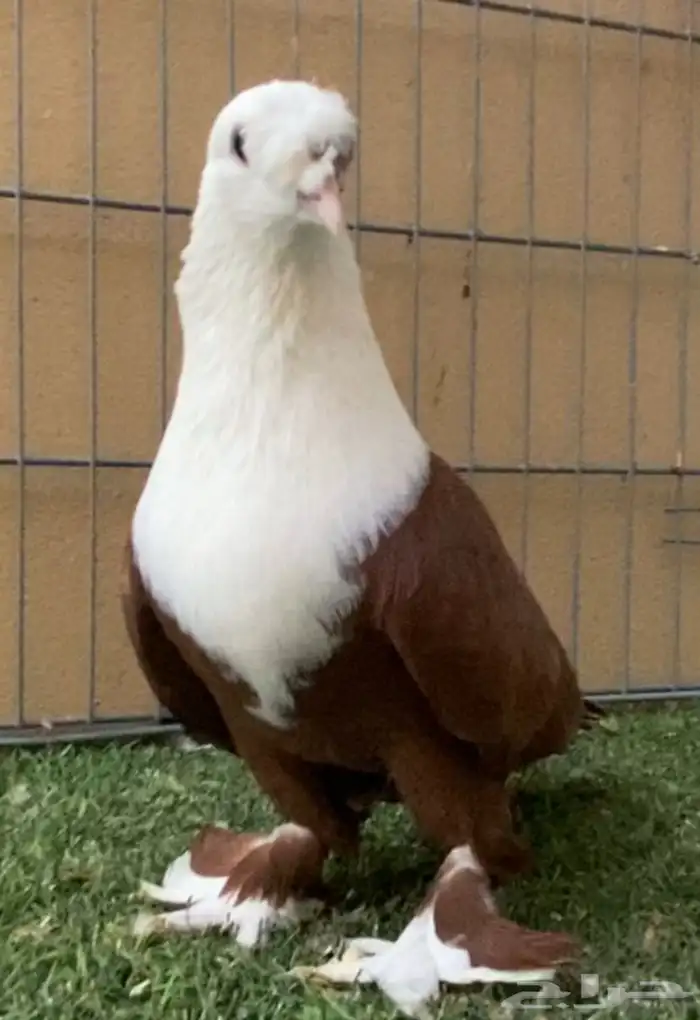 حمام زينه ذكر لبناني 0