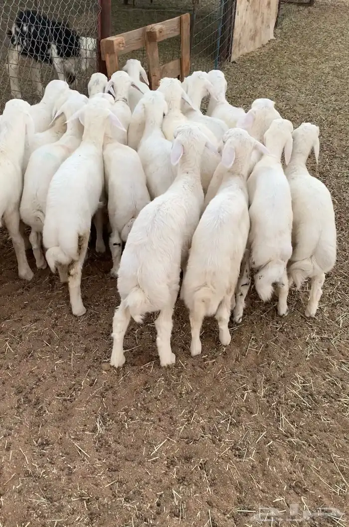 بهم تربيه طليان حري 2