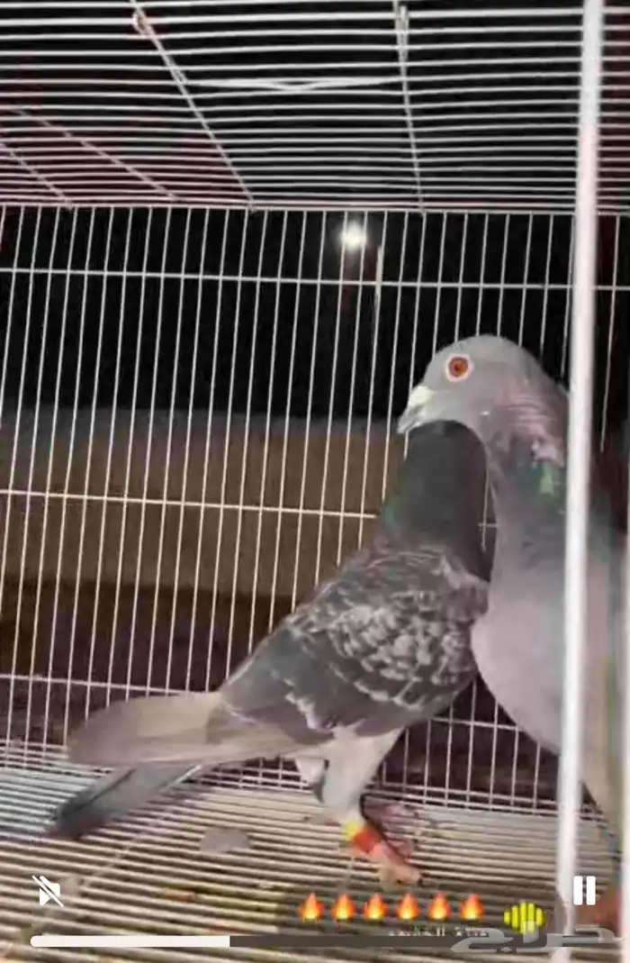 زوج زاجل اصيل الموقع مليجه 0