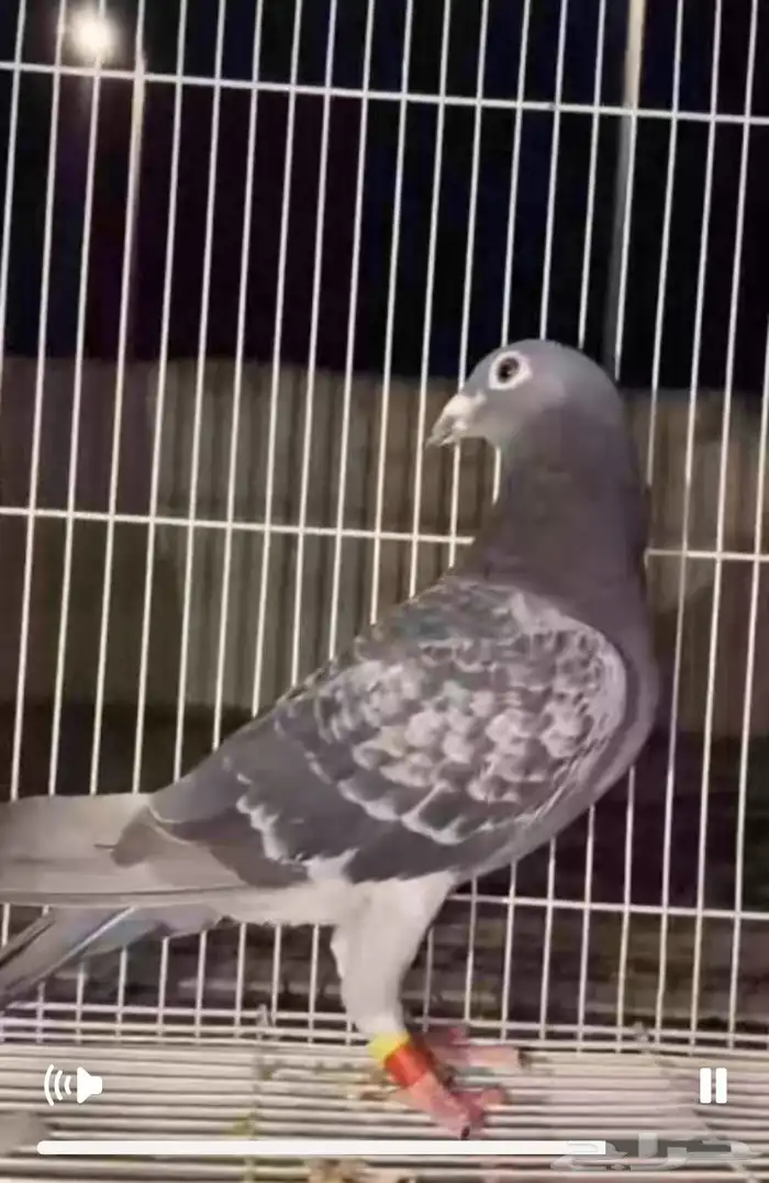 زوج زاجل اصيل الموقع مليجه 4