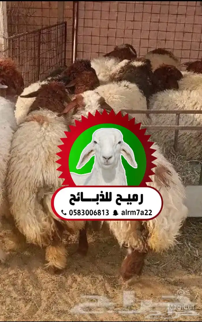رميح للذبايح.. نحرص على اجود انواع الذبايح 0