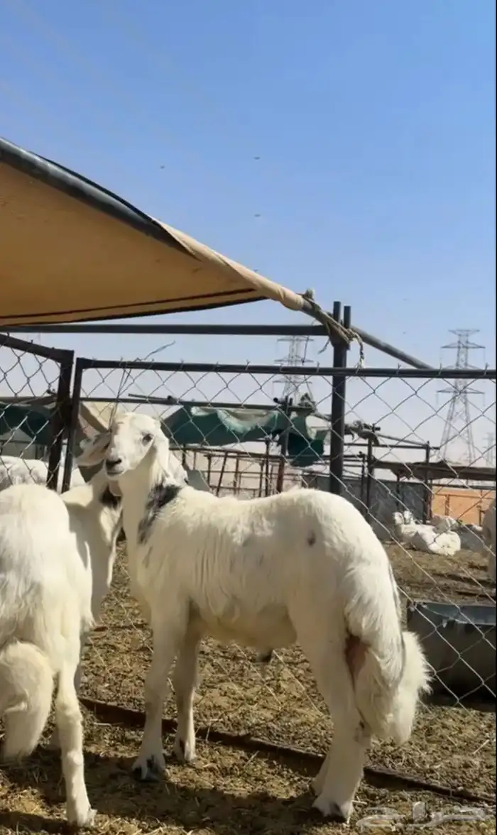 خرفان طيبه وسمان (هرافي ) 1