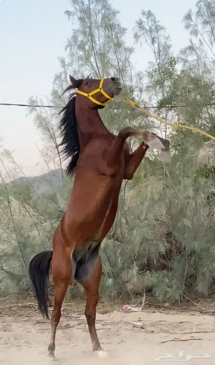 حصان بطل الابطال 0