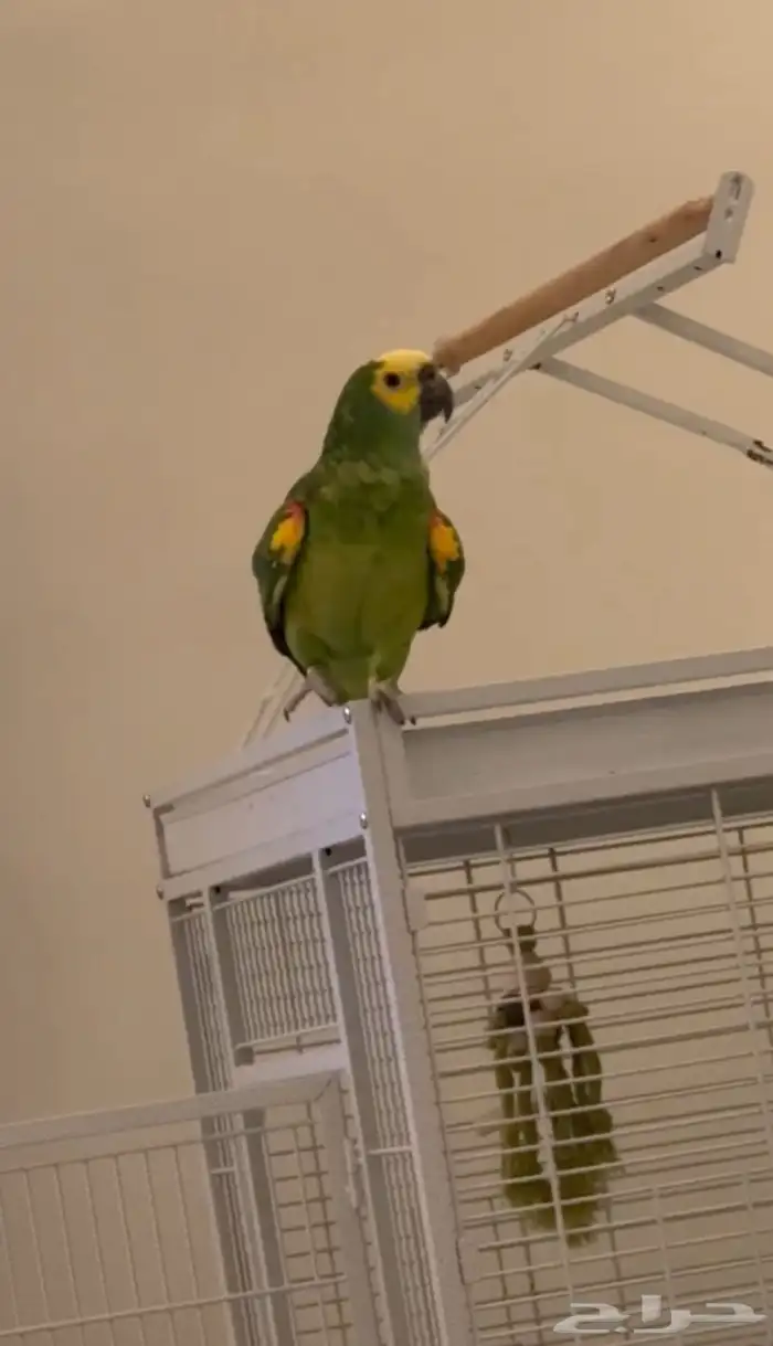 امزوني بلوفرنتد جاكو طفره تم البيع 3