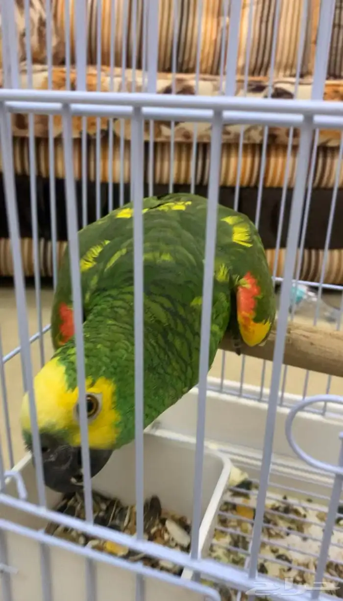 امزوني بلوفرنتد جاكو طفره تم البيع 0