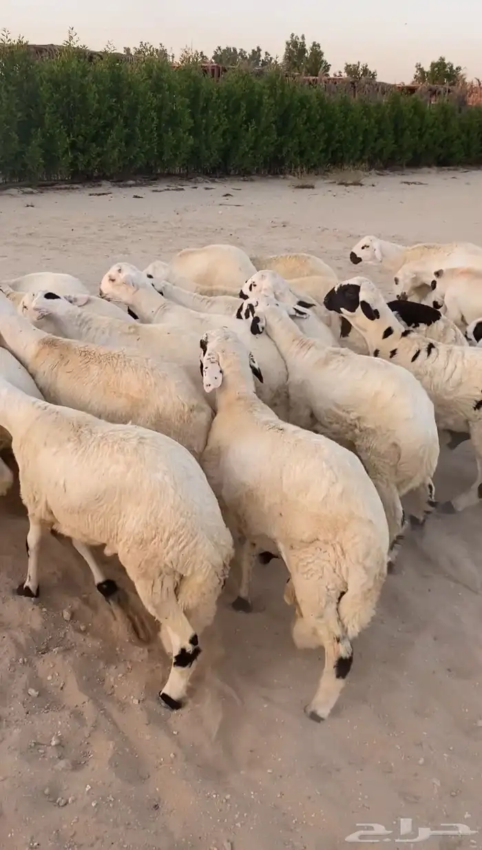 سواكني فاخر مرابي خمس شهور 1