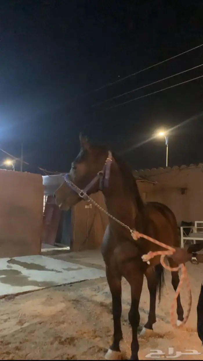 حصان للبيع 2
