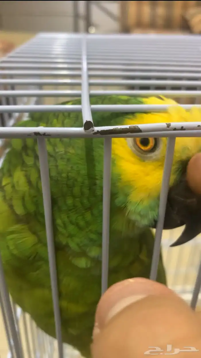 امزوني بلوفرنتد جاكو طفره تم البيع 1