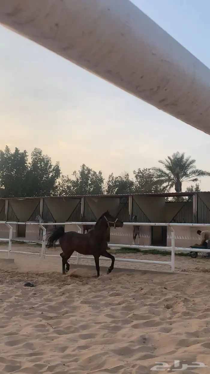 حصان للبيع 0