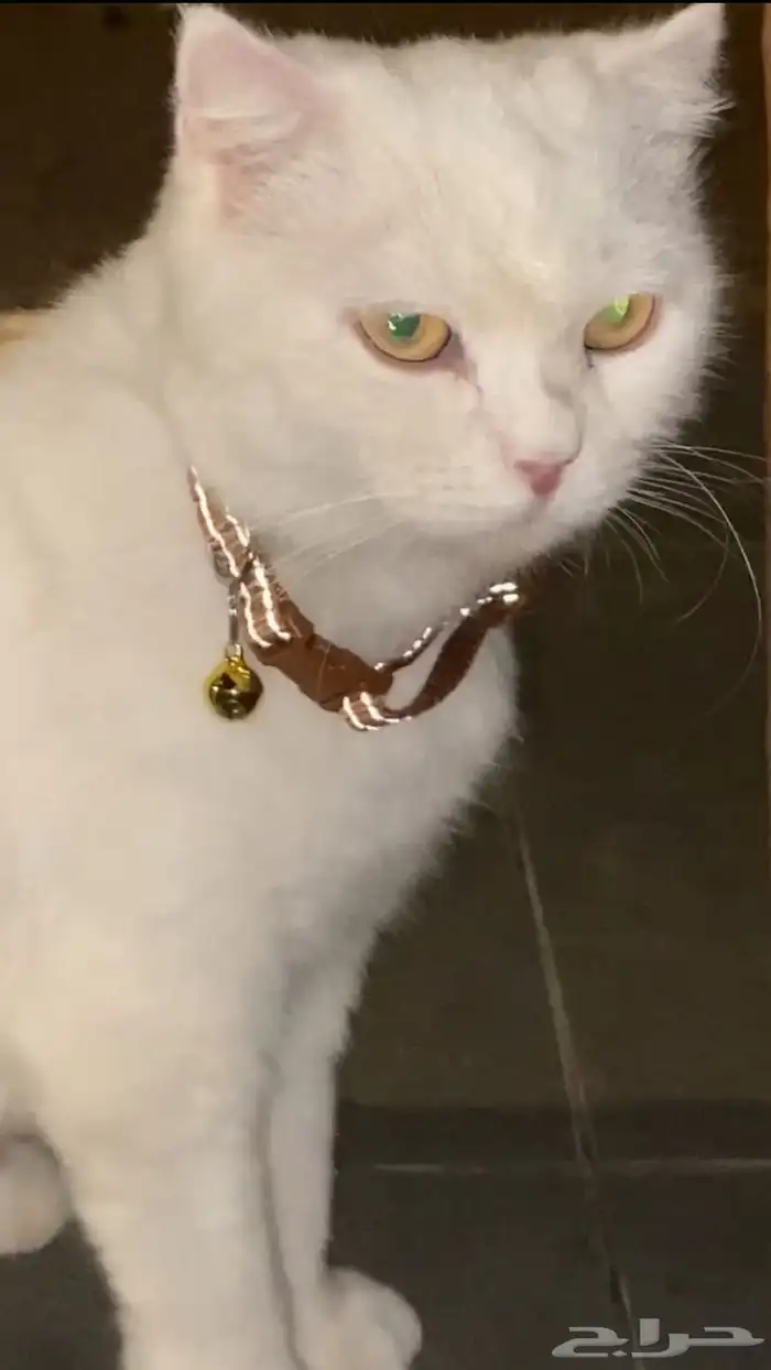 قطه للتبني شيرازي 1