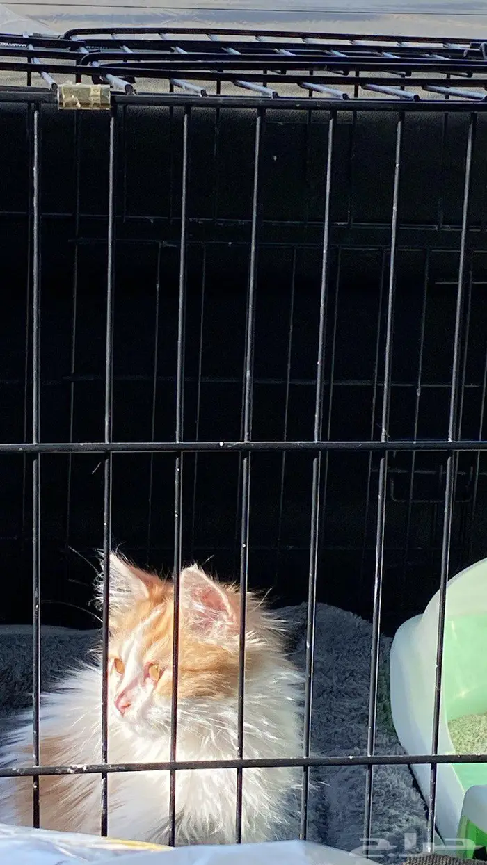 قطه انثى عمرها 8 - 9 شهور بيع مستعجل بي مبلغ رمزي 2