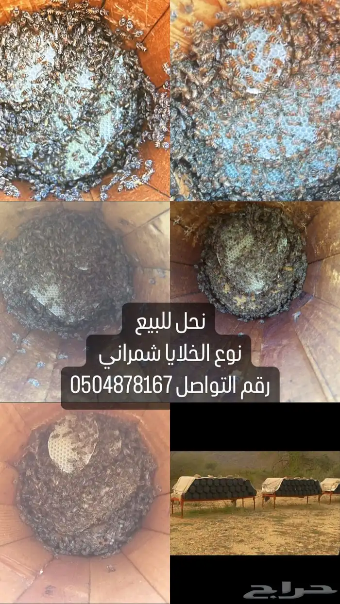 نحل للبيع 0