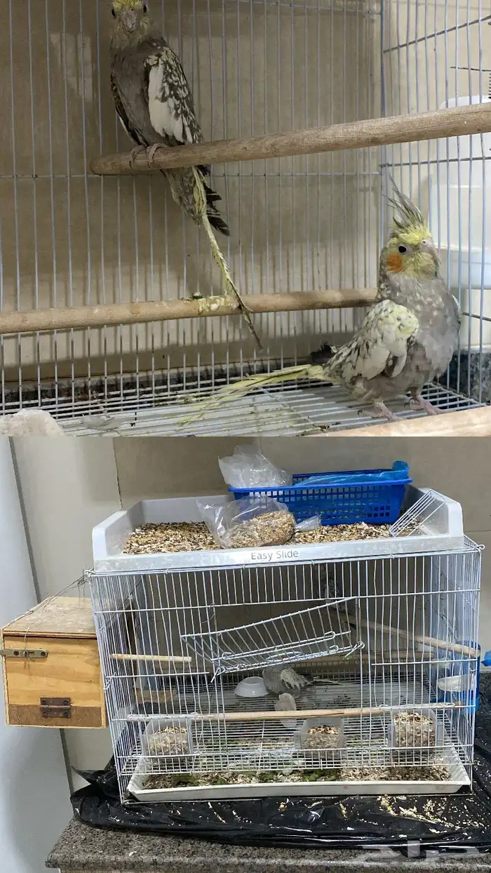 طيور للبيع 0